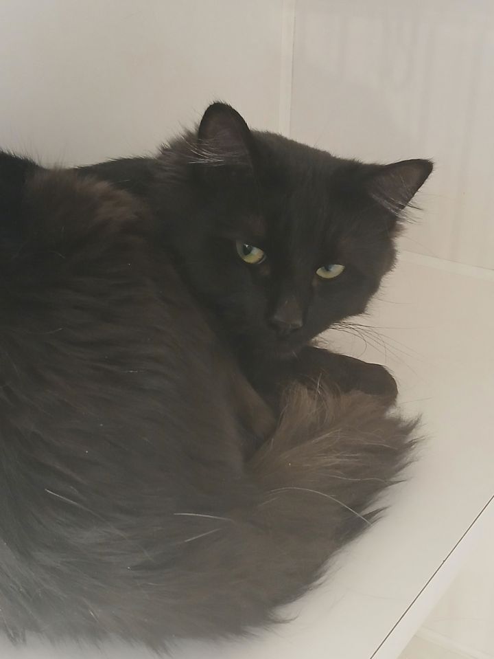 Leo-1.jpg