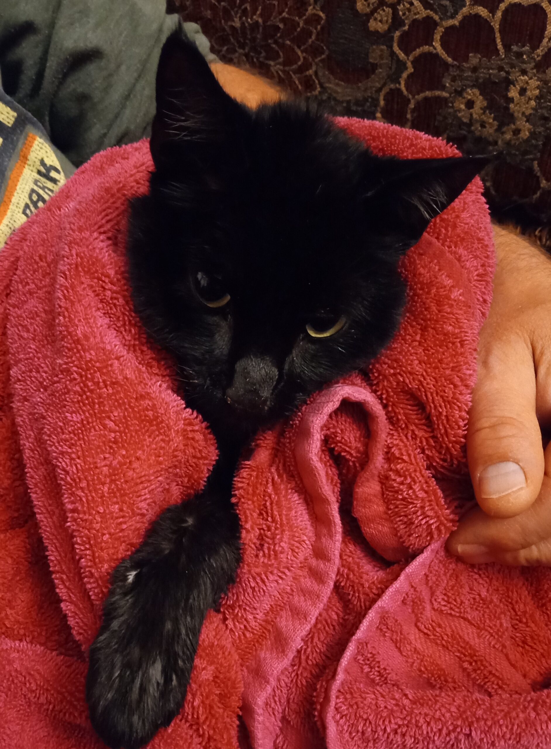 Ella's Feline Rescue Mission - Feline Lymphoma And Leukemia Rescue Efforts